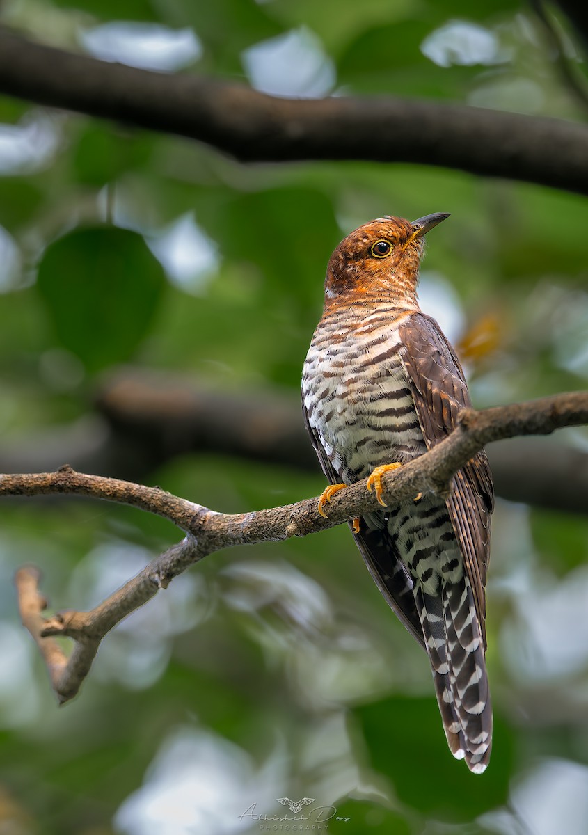 小杜鵑 - ML624885970