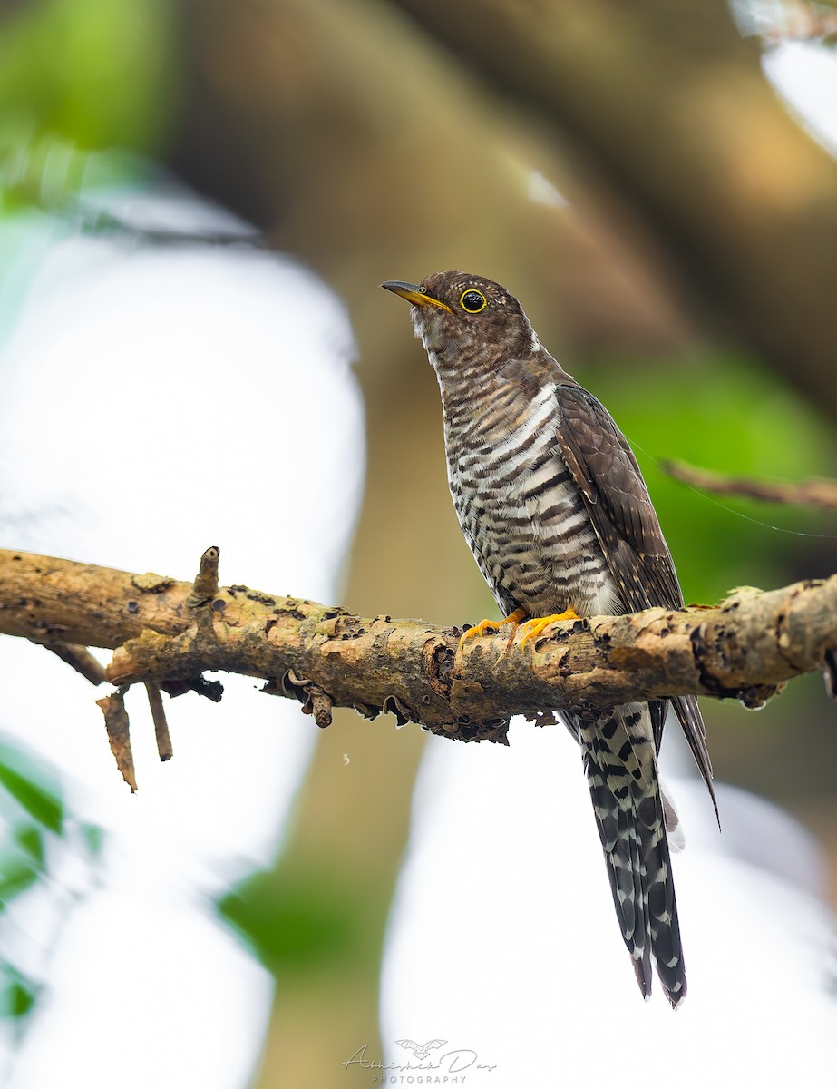 小杜鵑 - ML624886031