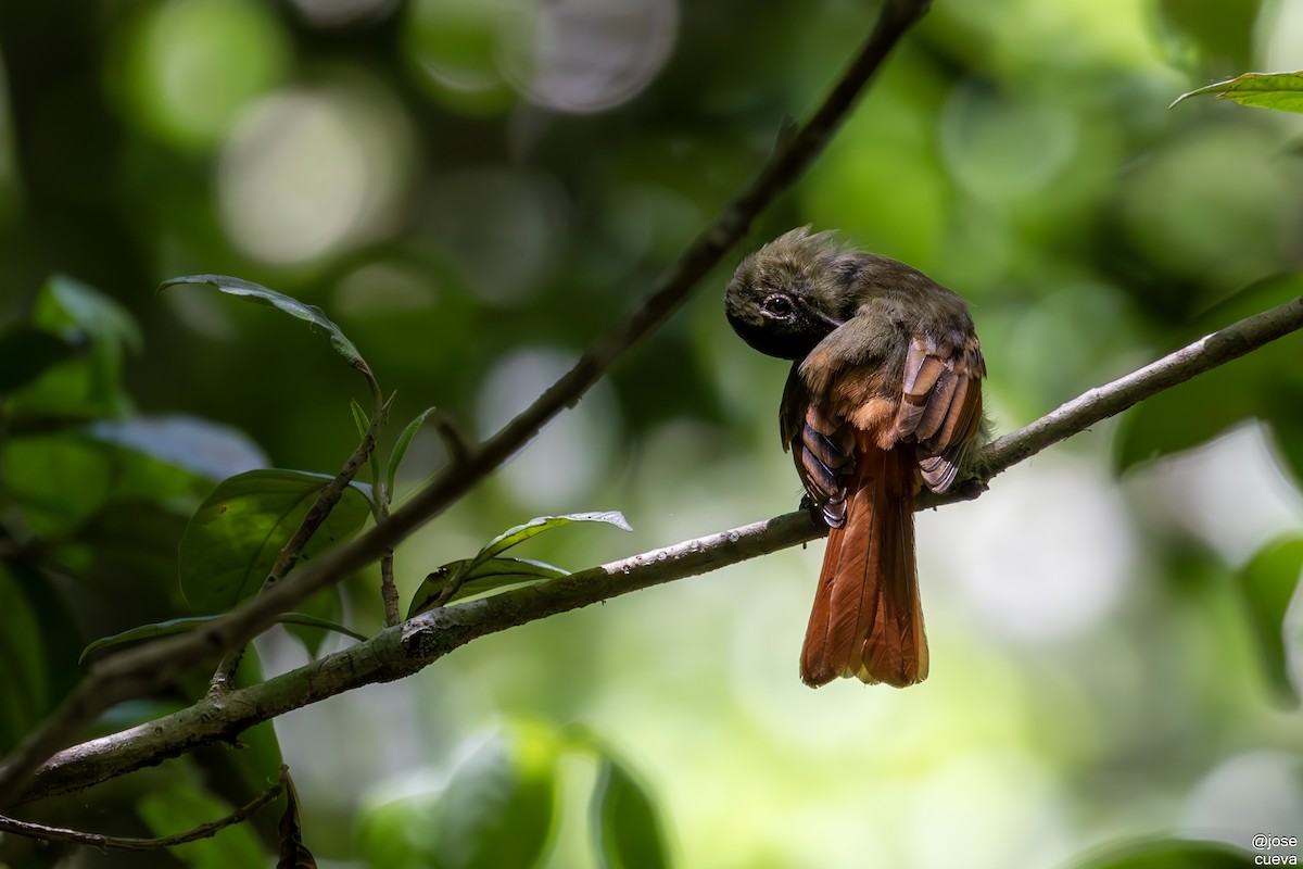 Rufous-tailed Flatbill - ML624886037