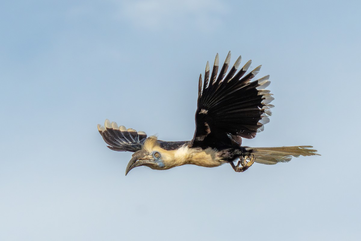 White-crowned Hornbill - ML624886091