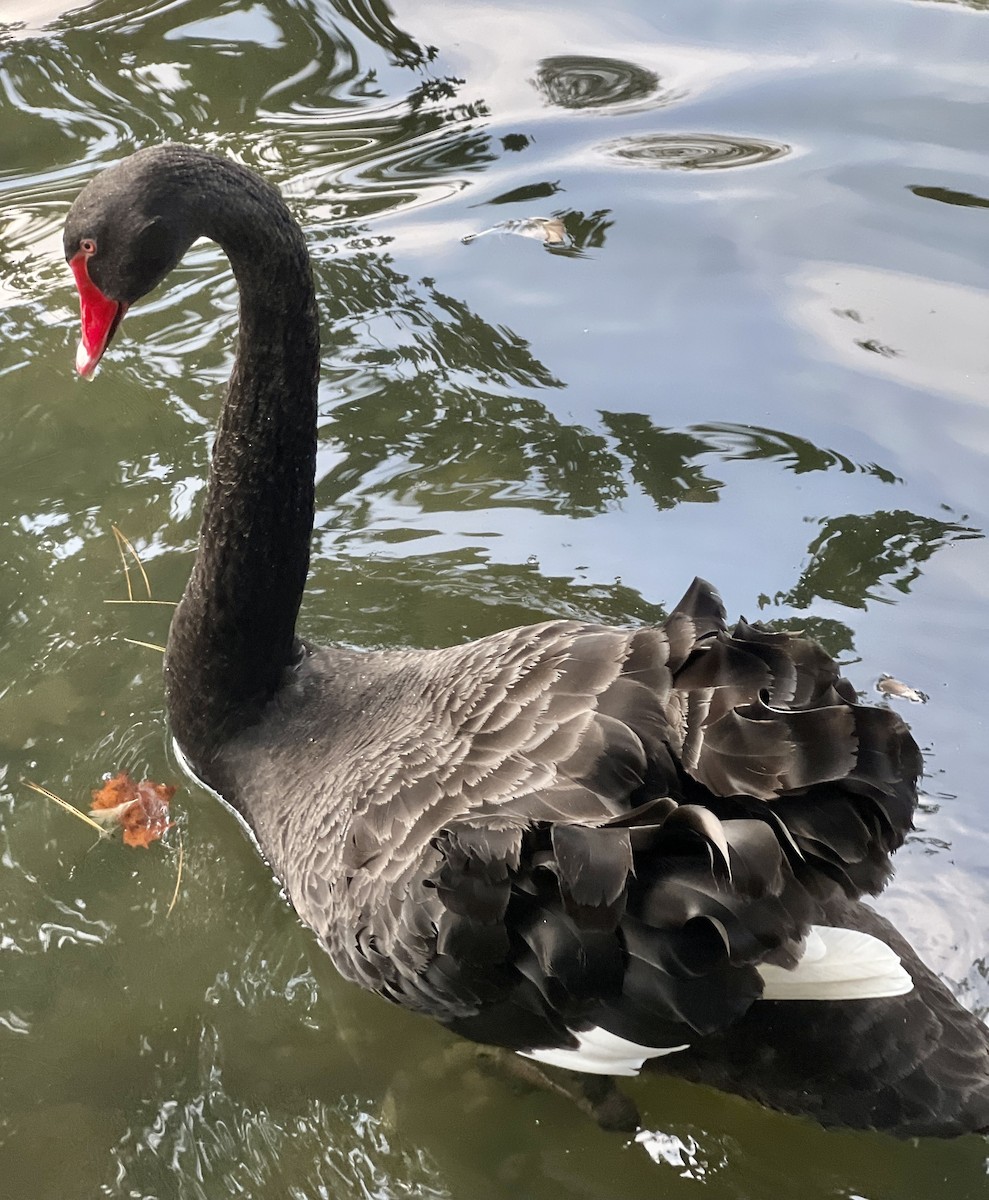 Black Swan - ML624886101