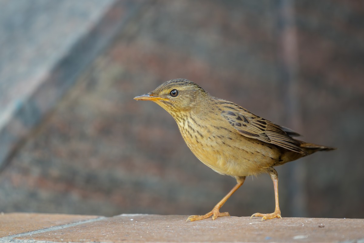 Pallas's Grasshopper Warbler - ML624886128