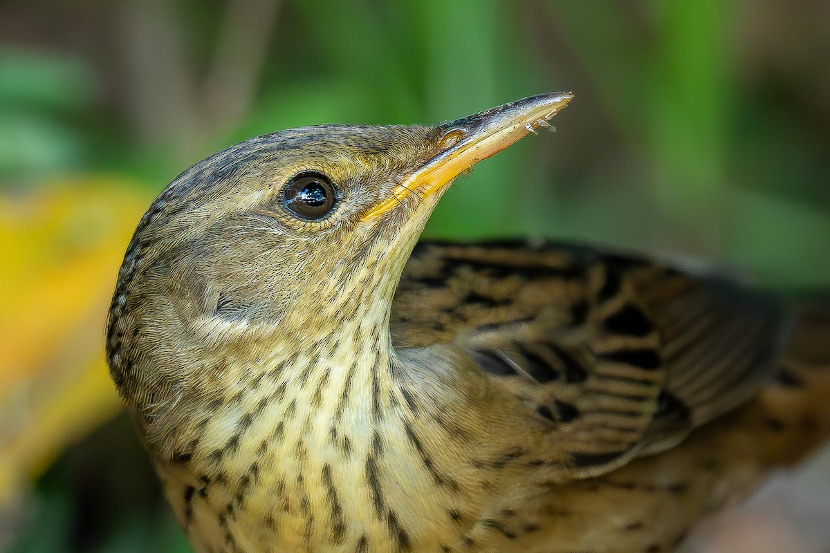 Pallas's Grasshopper Warbler - ML624886140