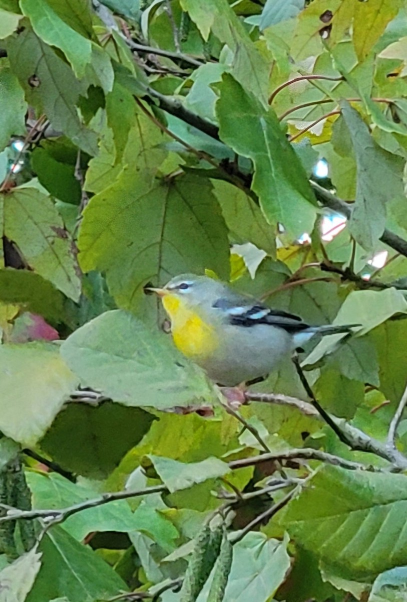 Northern Parula - ML624886186