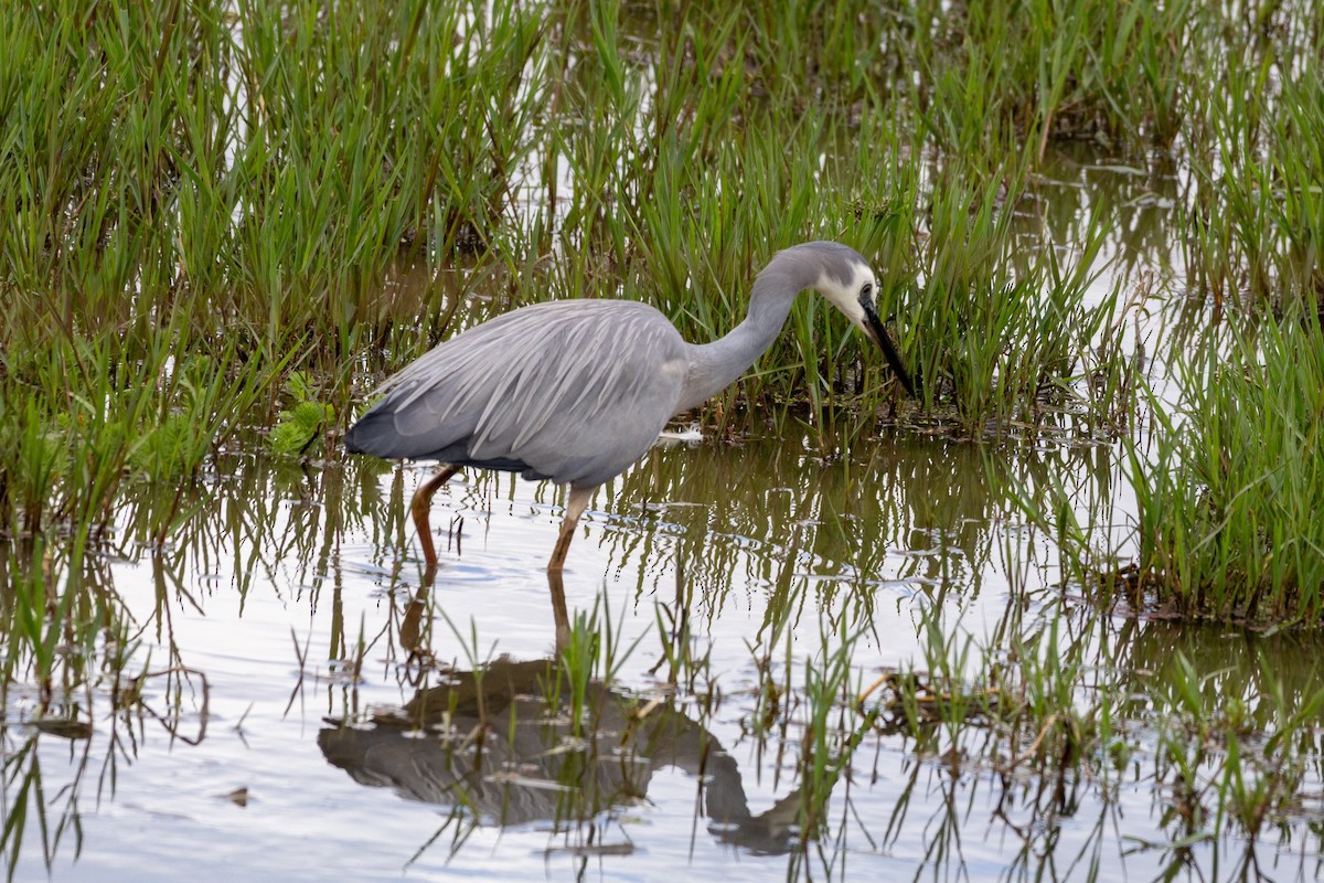 hvitmaskehegre - ML624886210