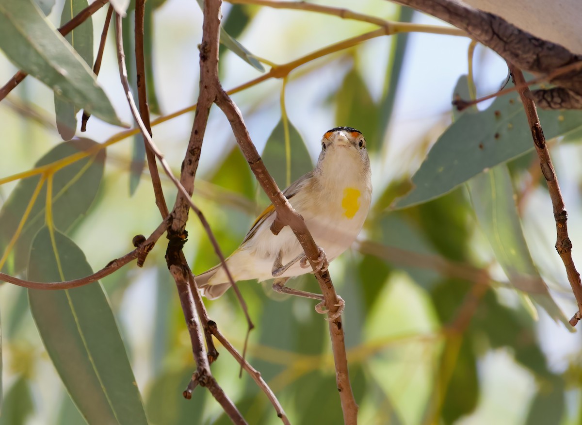 Red-browed Pardalote - ML624886211