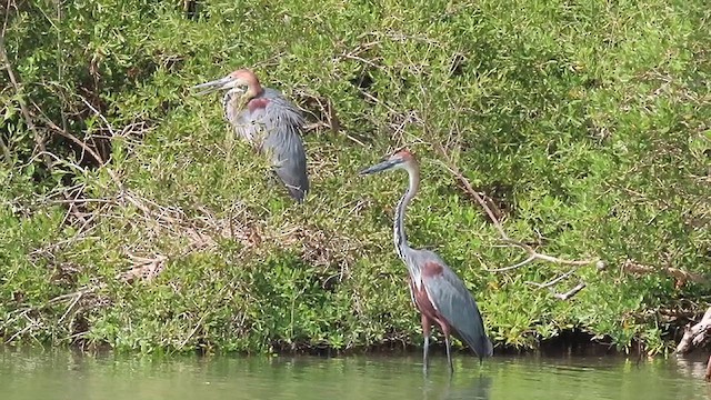 Goliath Heron - ML624886260