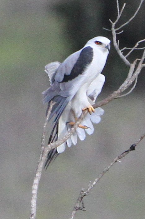 White-tailed Kite - ML624886316