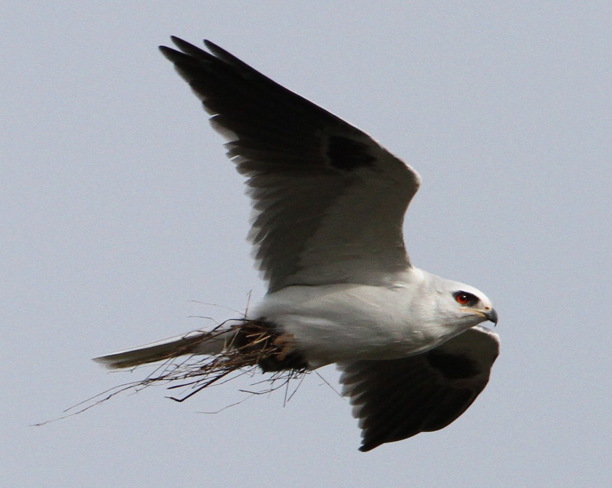 White-tailed Kite - ML624886317