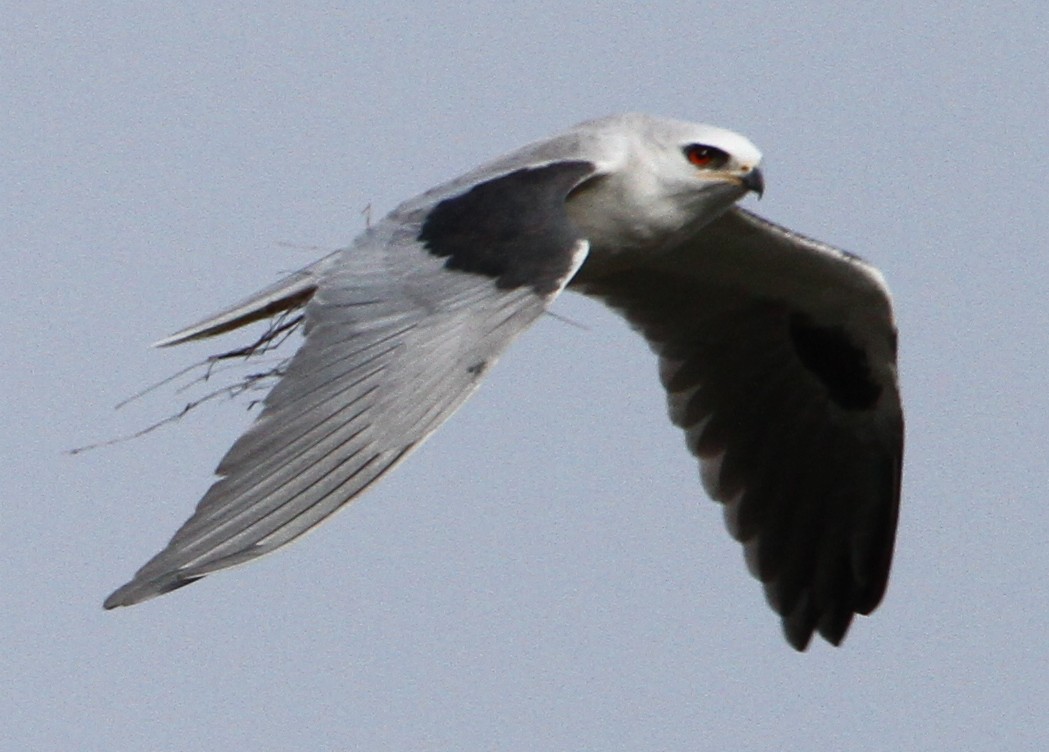 White-tailed Kite - ML624886318