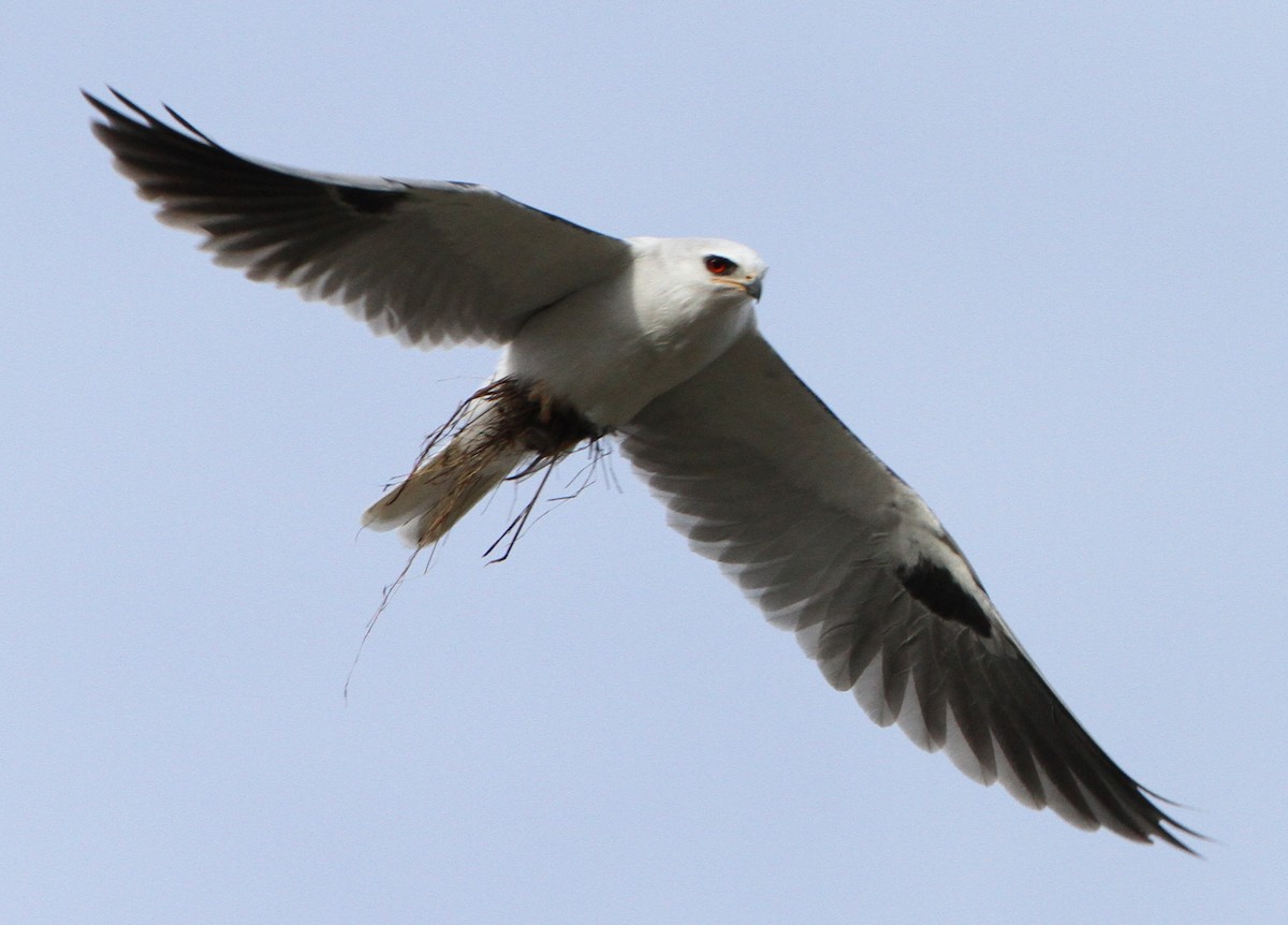 White-tailed Kite - ML624886319