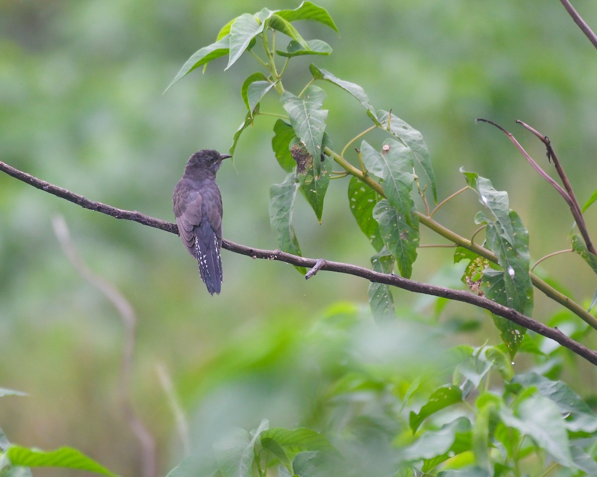 Gray-bellied Cuckoo - ML624886339