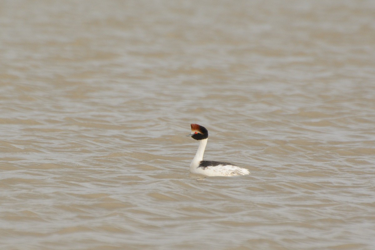Hooded Grebe - ML624886363