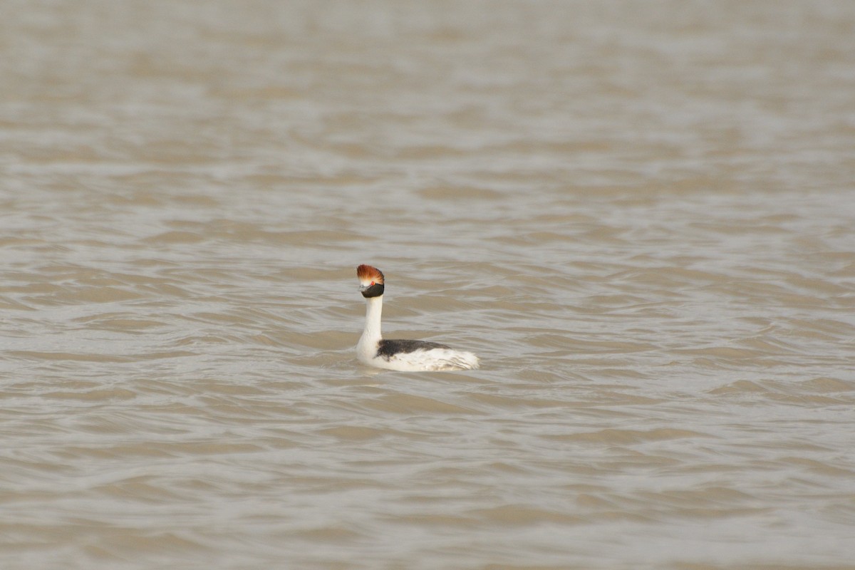 Hooded Grebe - ML624886364
