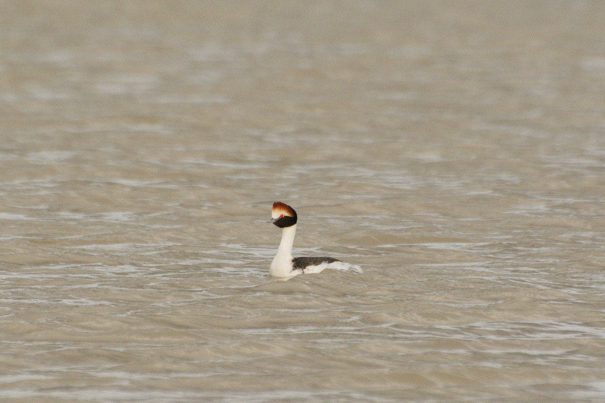 Hooded Grebe - ML624886365