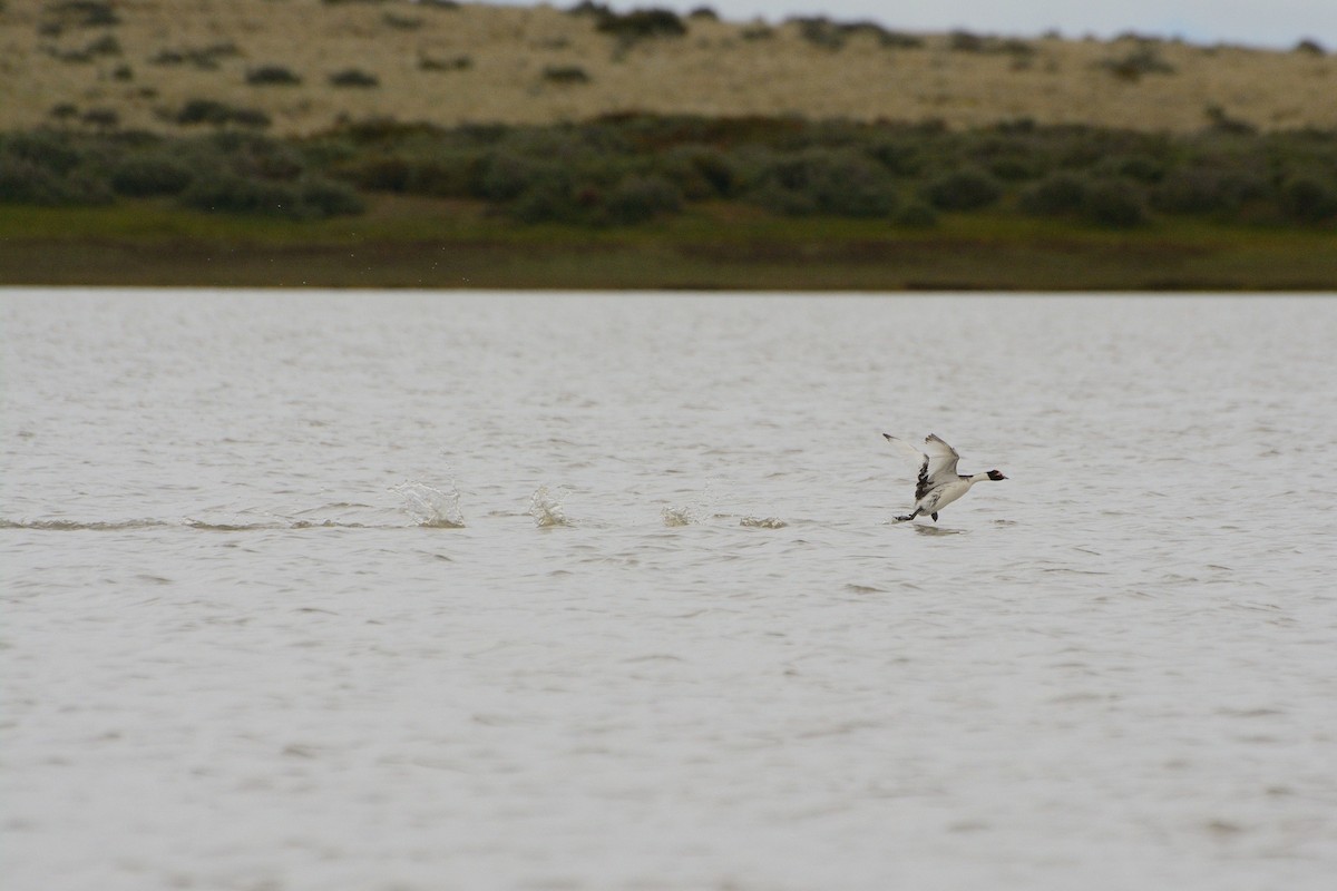 Hooded Grebe - ML624886366