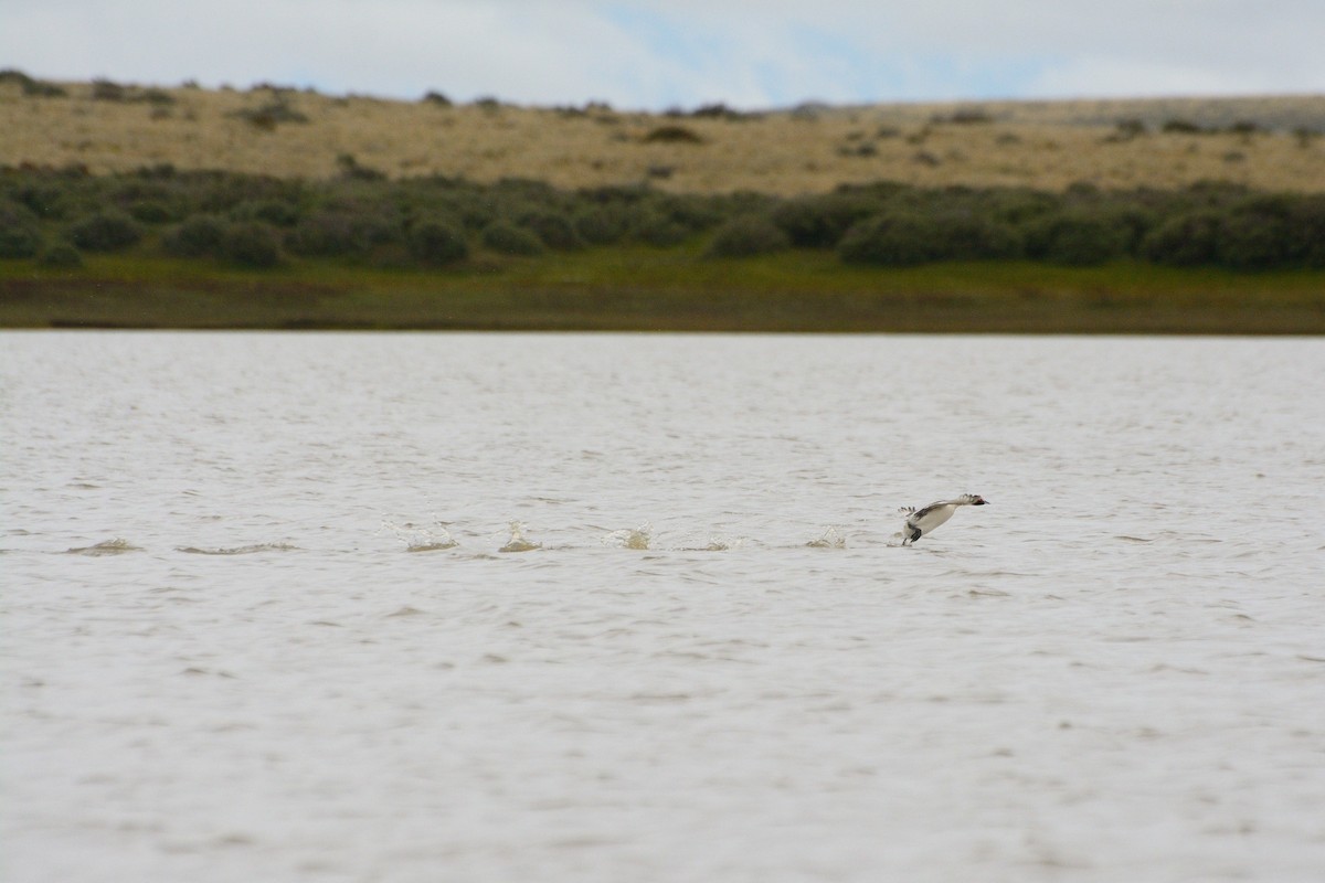 Hooded Grebe - ML624886367