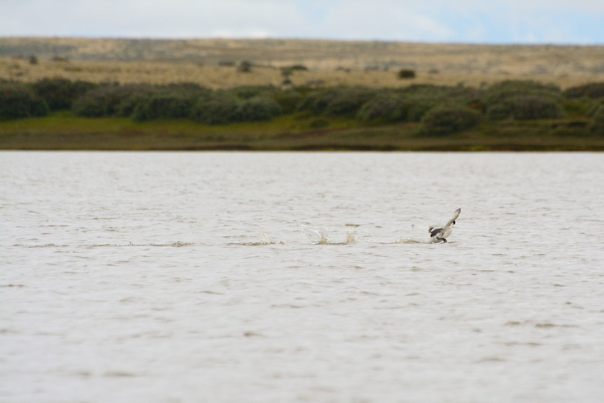 Hooded Grebe - ML624886368