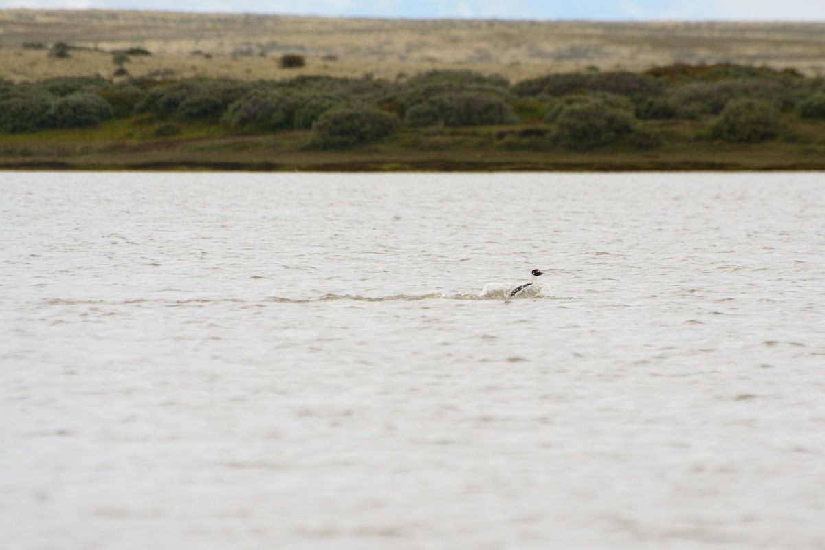 Hooded Grebe - ML624886369