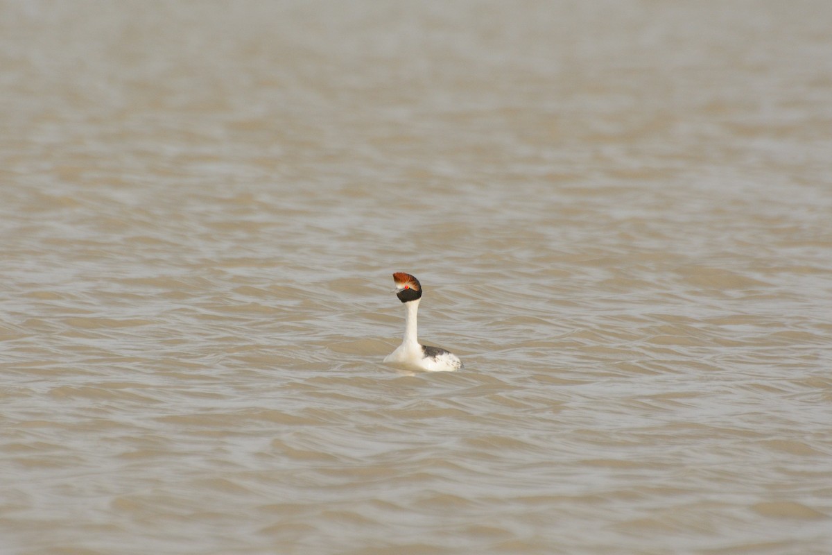 Hooded Grebe - ML624886370