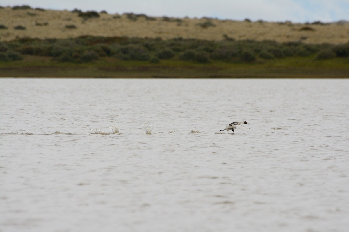 Hooded Grebe - ML624886371