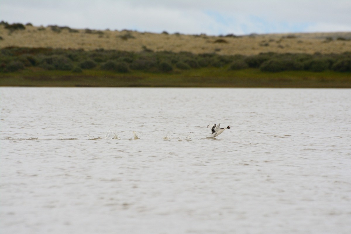 Hooded Grebe - ML624886372