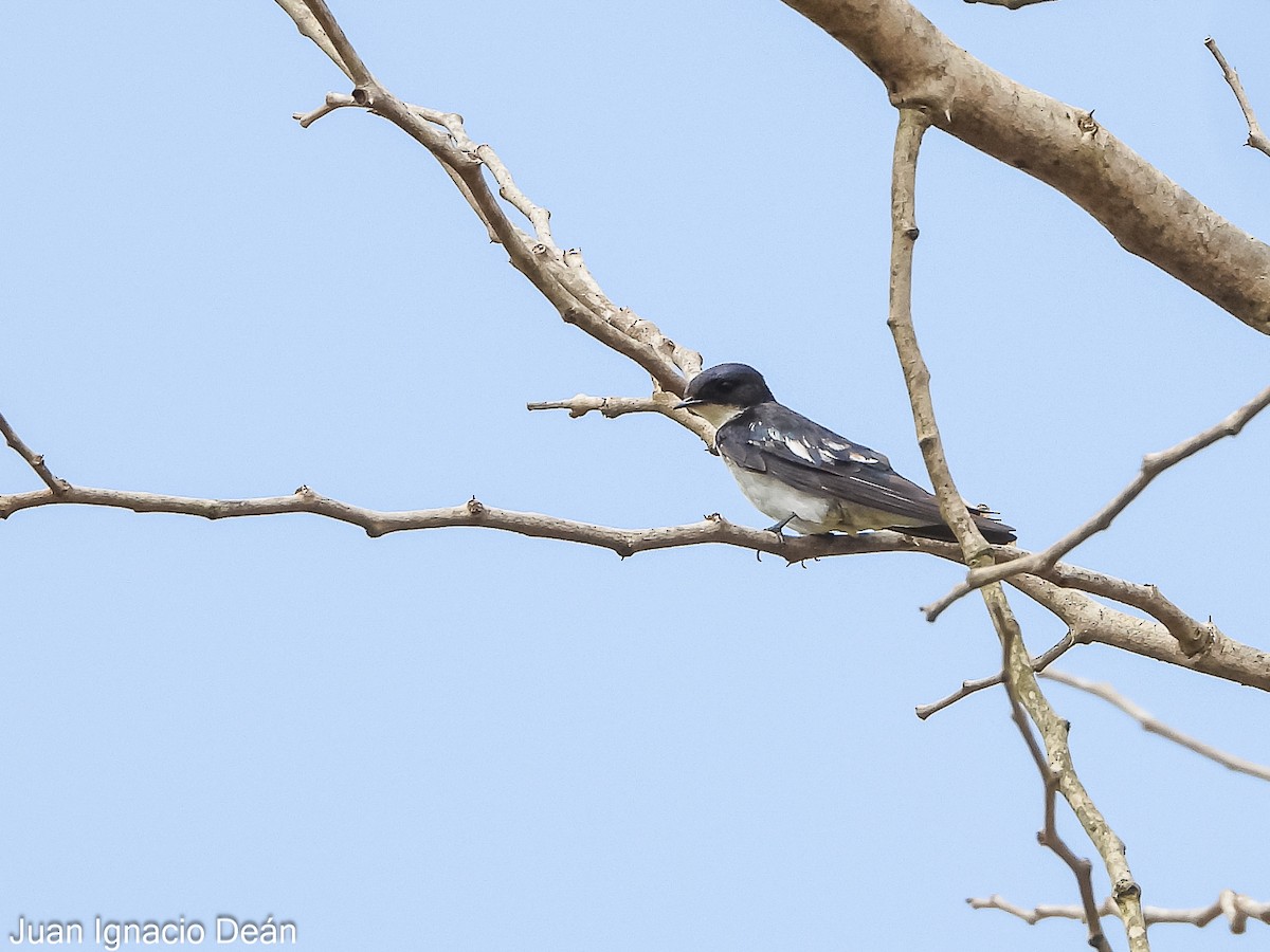 Pied-winged Swallow - ML624886382