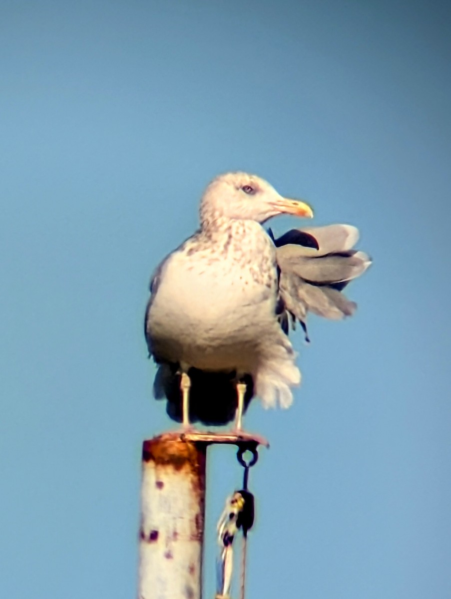 American Herring Gull - ML624886964