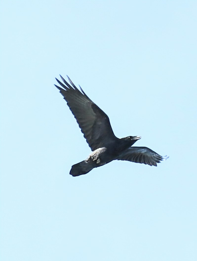 Common Raven - ML624886970