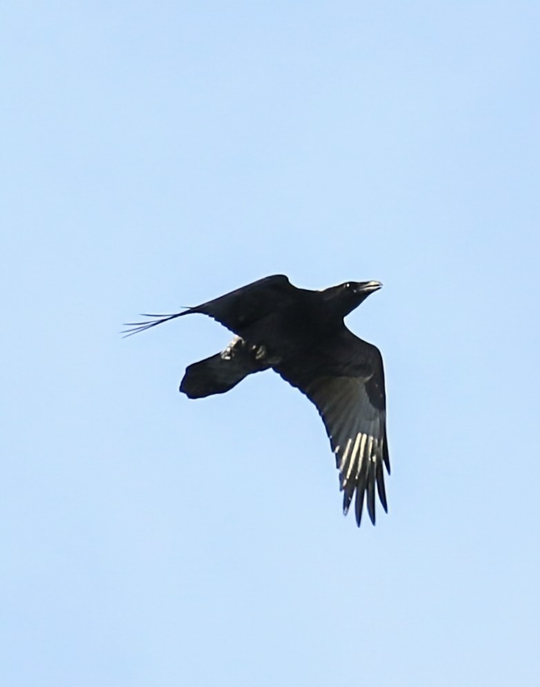 Common Raven - ML624886971