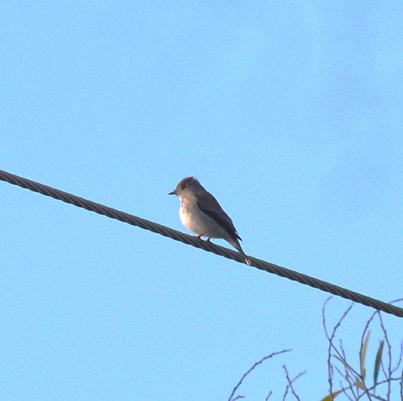 Asian Brown Flycatcher - Himanshu Gupta