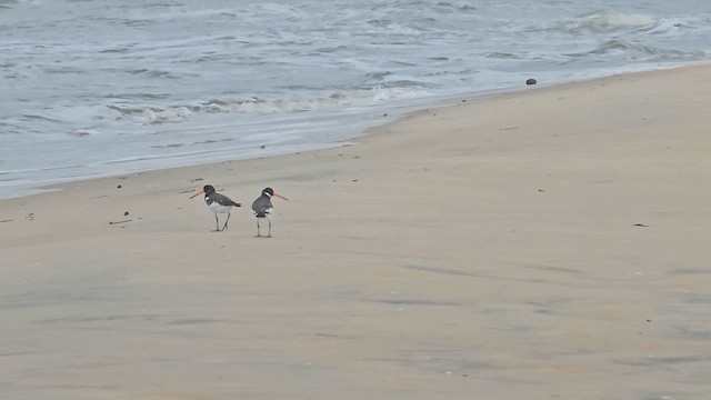 Eurasian Oystercatcher - ML624887116