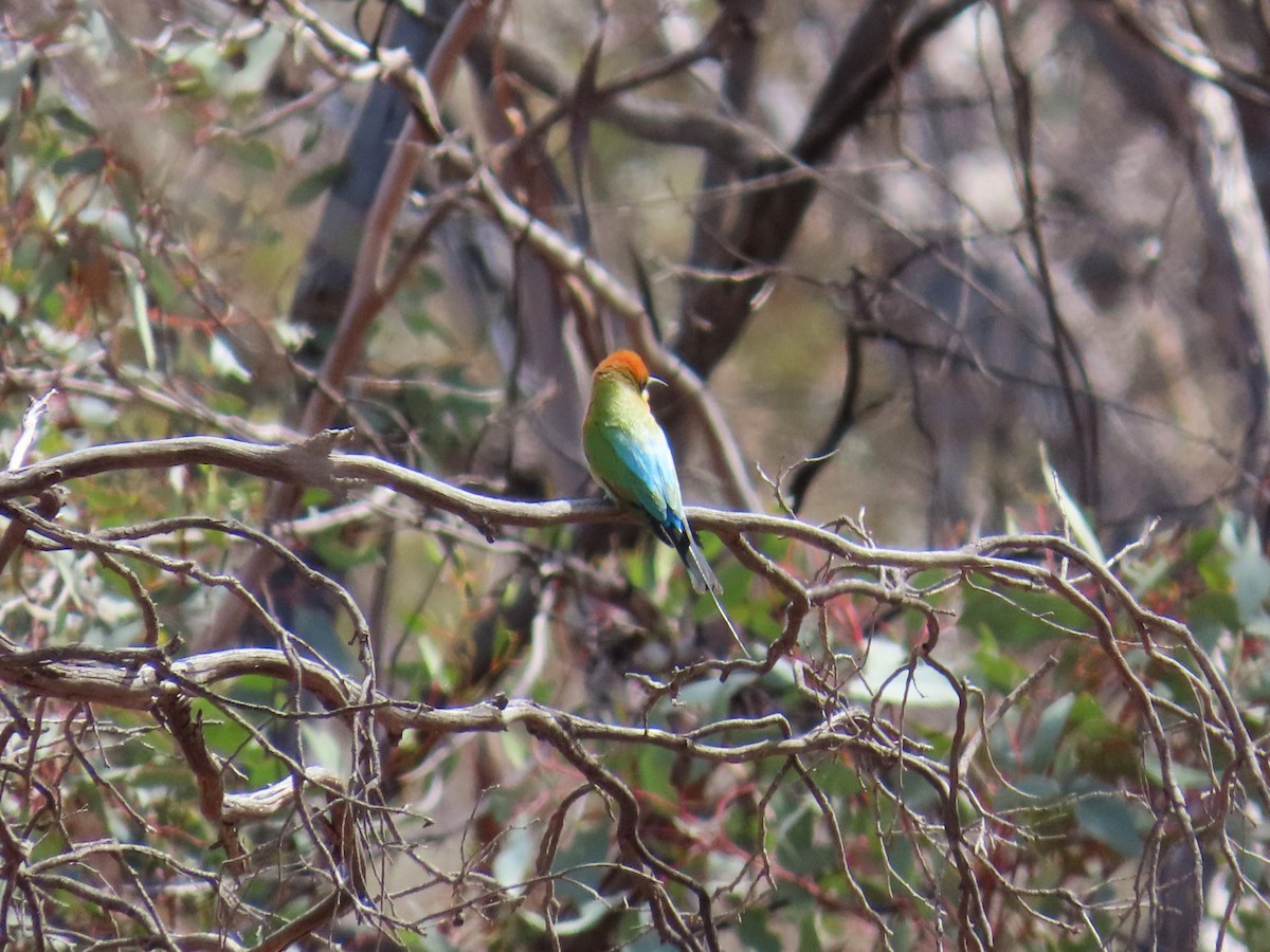 Rainbow Bee-eater - ML624887156