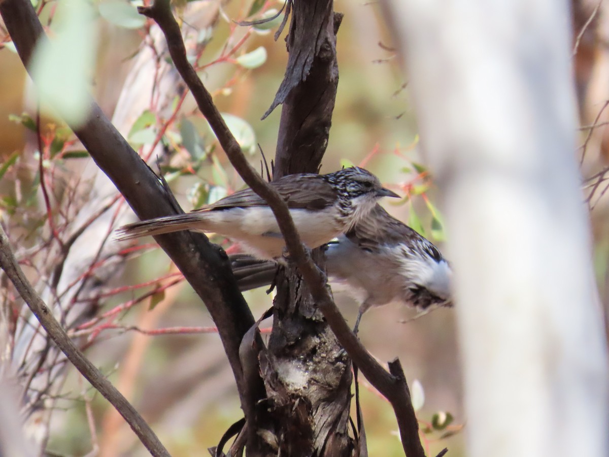Striped Honeyeater - ML624887168