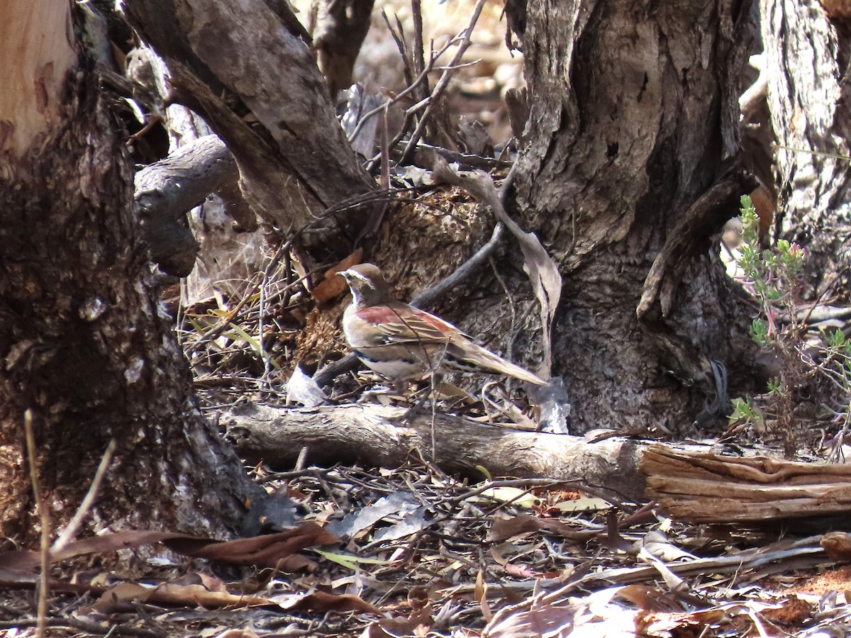 Chestnut Quail-thrush - ML624887174