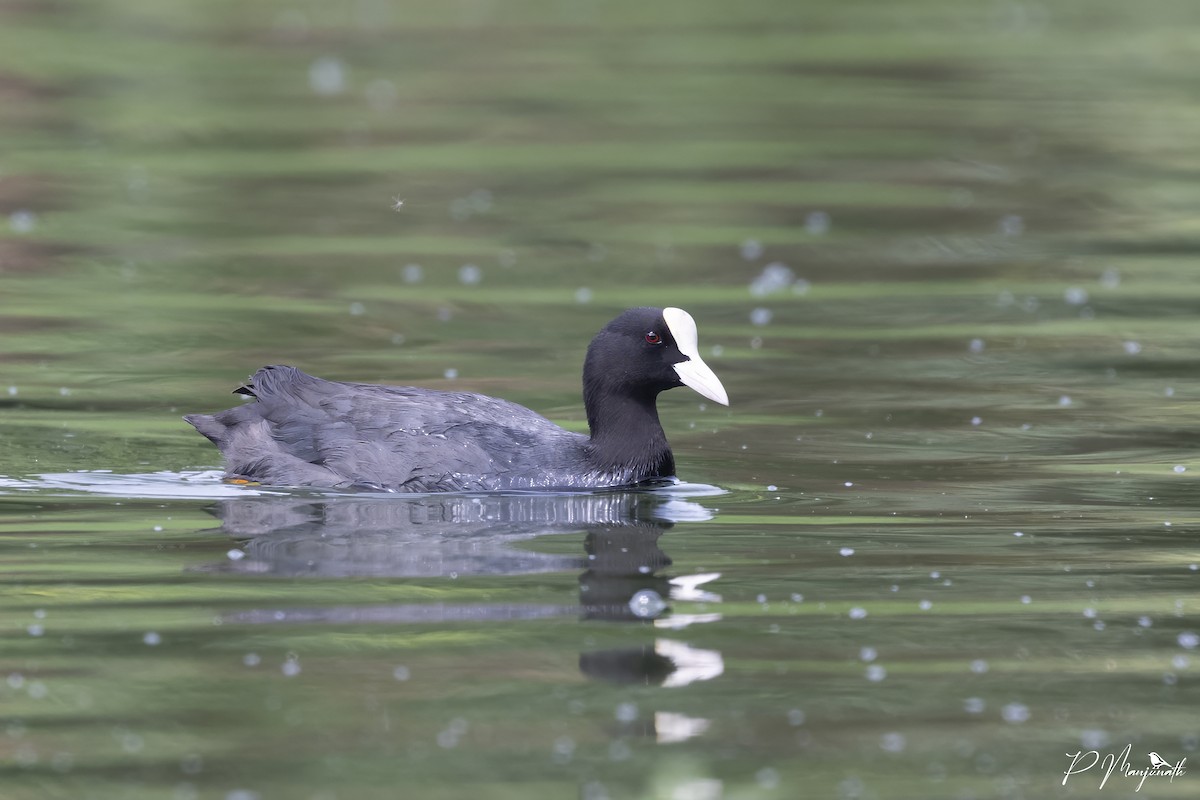 Eurasian Coot - ML624887215