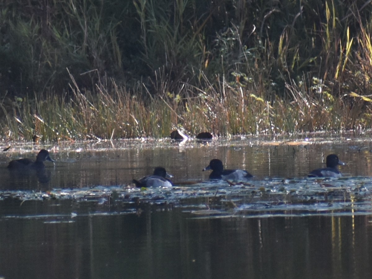 Ring-necked Duck - ML624887253