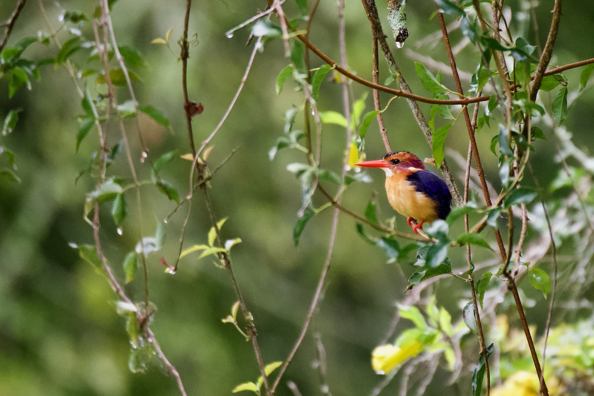 African Pygmy Kingfisher - ML624887285