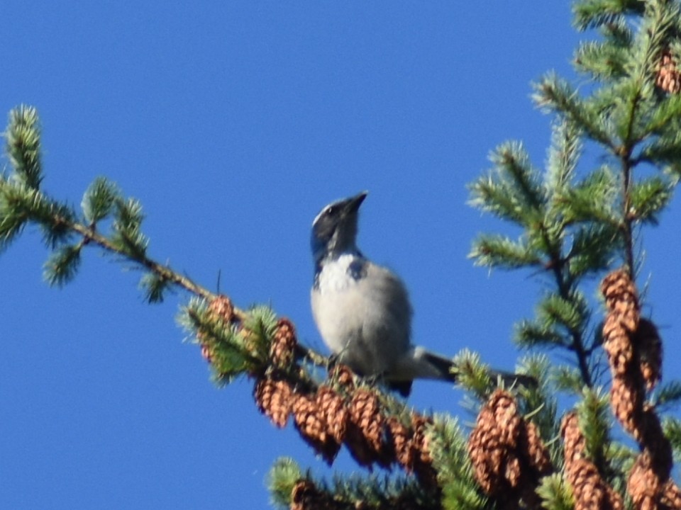 California Scrub-Jay - ML624887306