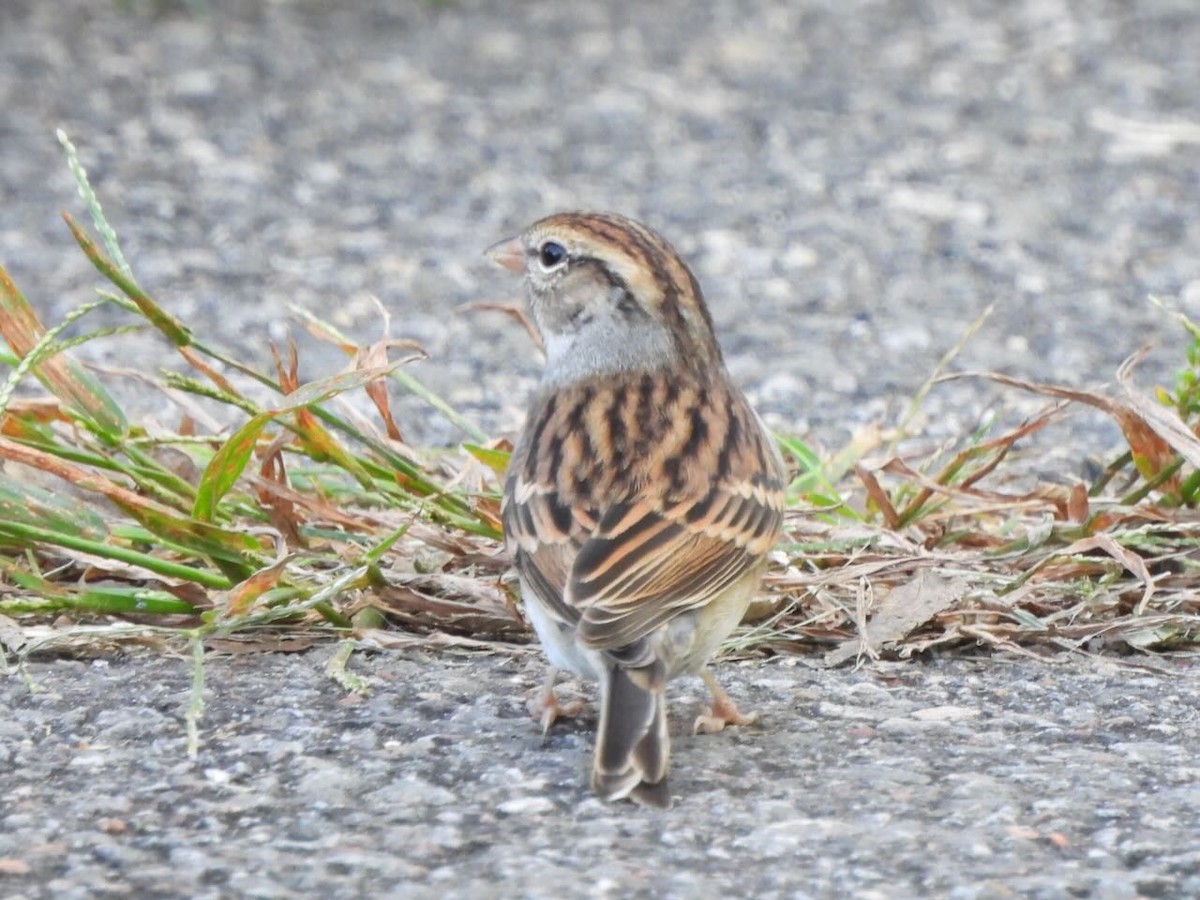 White-throated Sparrow - ML624887523