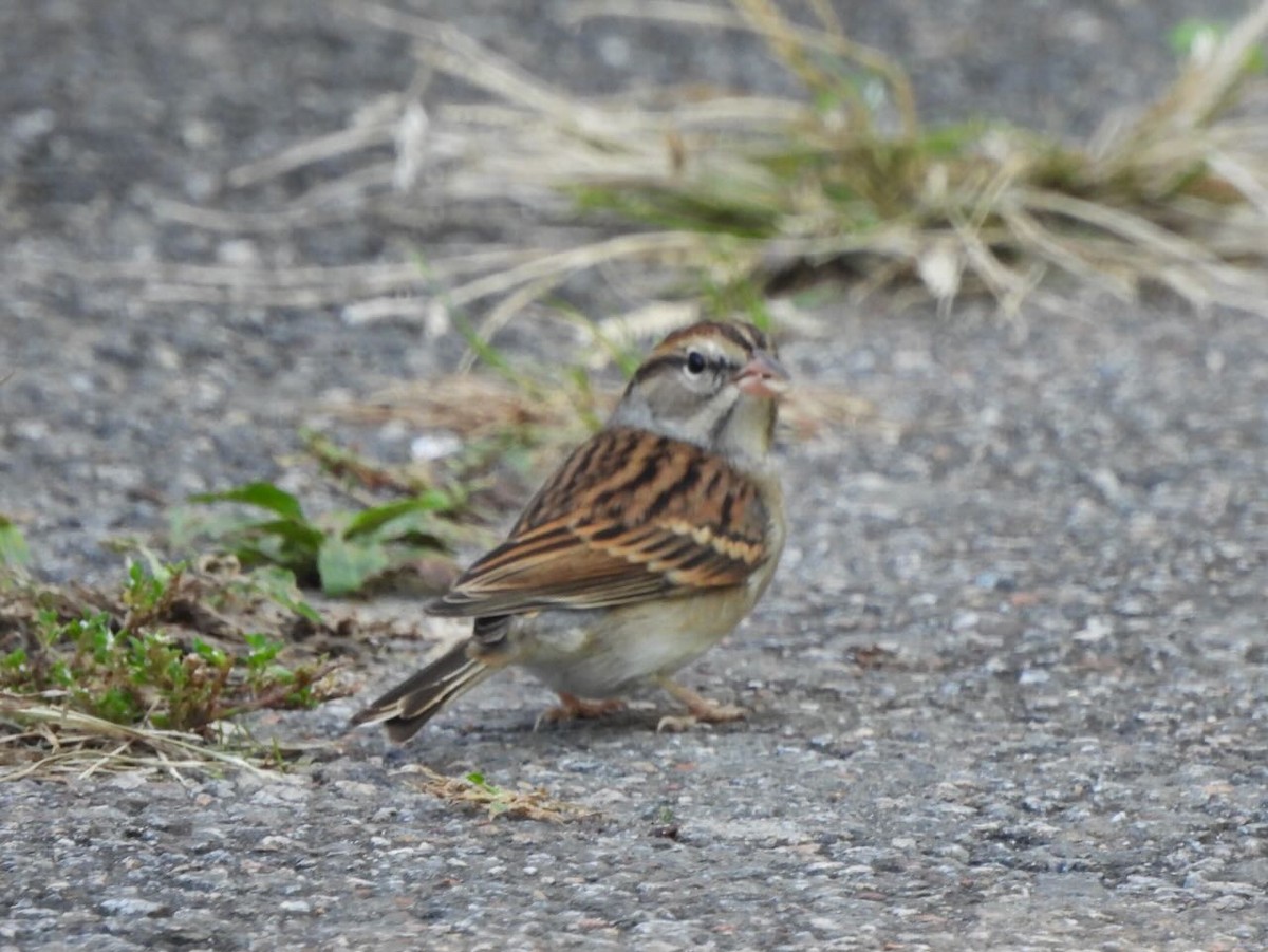 White-throated Sparrow - ML624887524