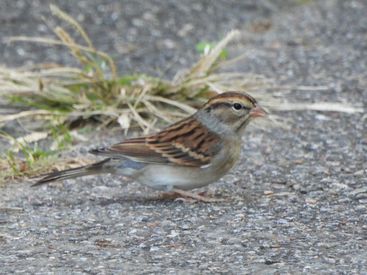 White-throated Sparrow - ML624887525