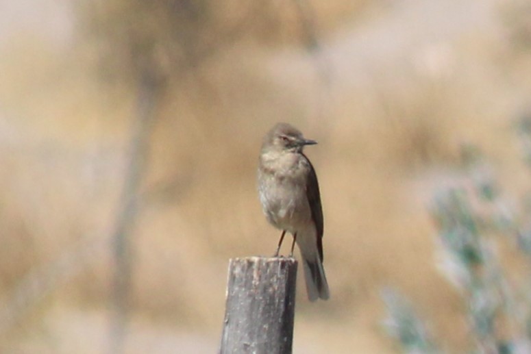 Black-billed Shrike-Tyrant - ML624887574