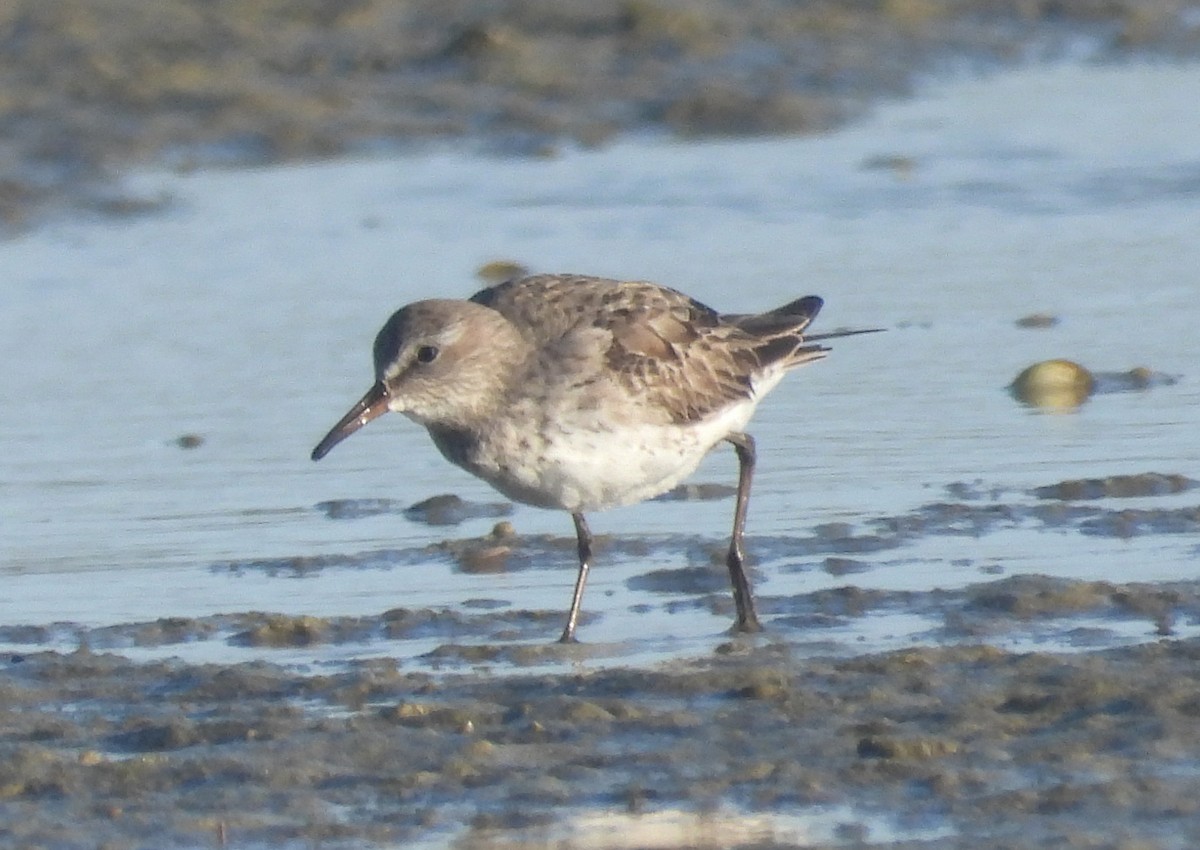 White-rumped Sandpiper - Xabi Varela