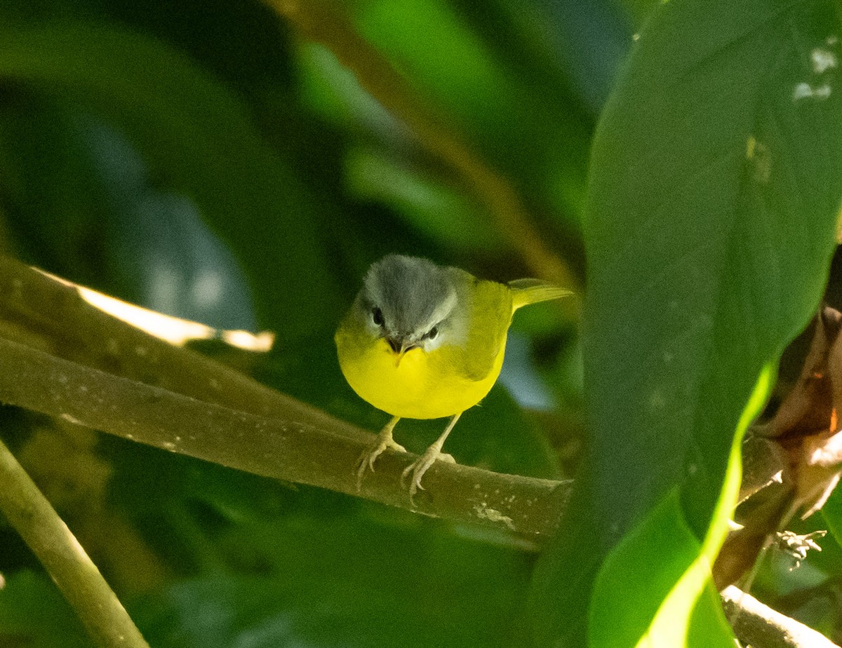 Gray-hooded Warbler - ML624887931