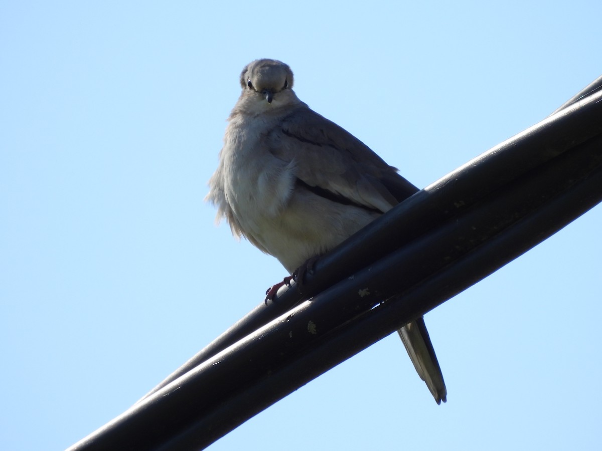 Picui Ground Dove - ML624887942