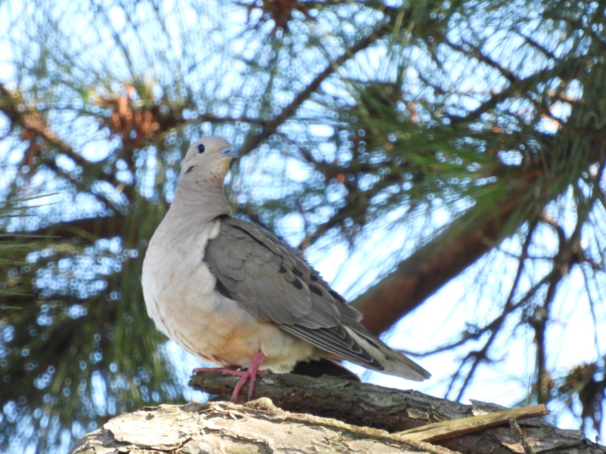 Eared Dove - ML624887959