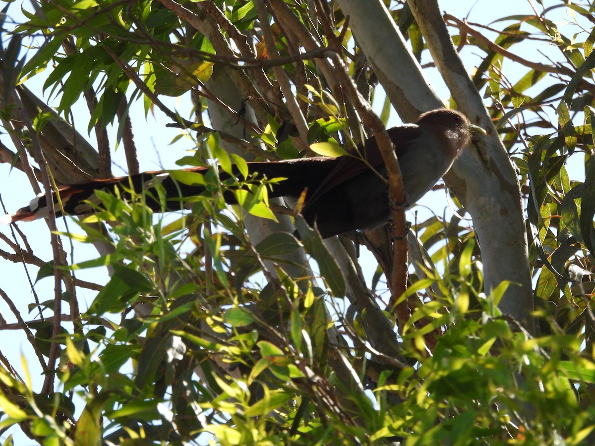 Common Squirrel-Cuckoo - ML624887980