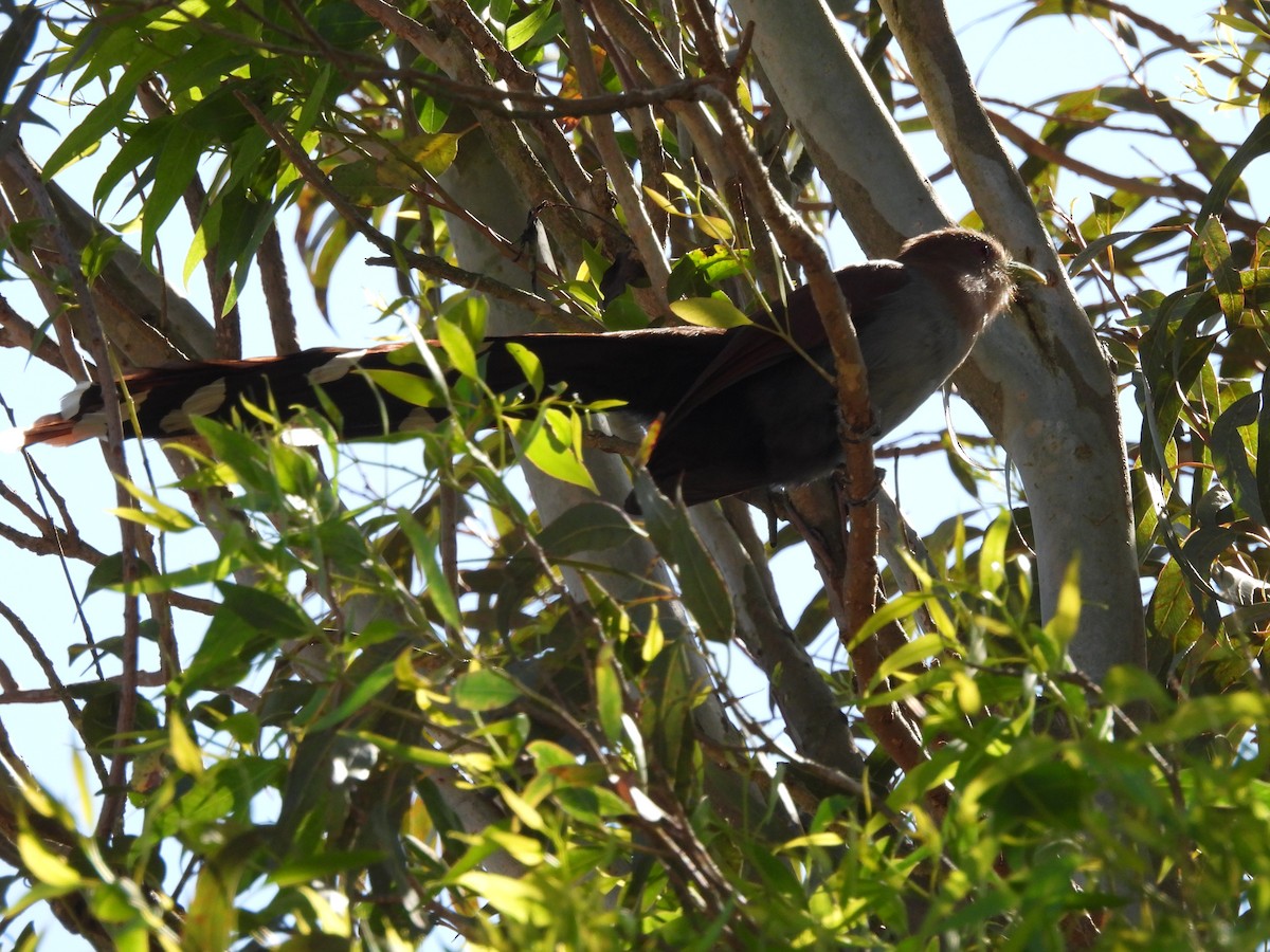 Squirrel Cuckoo - ML624887981