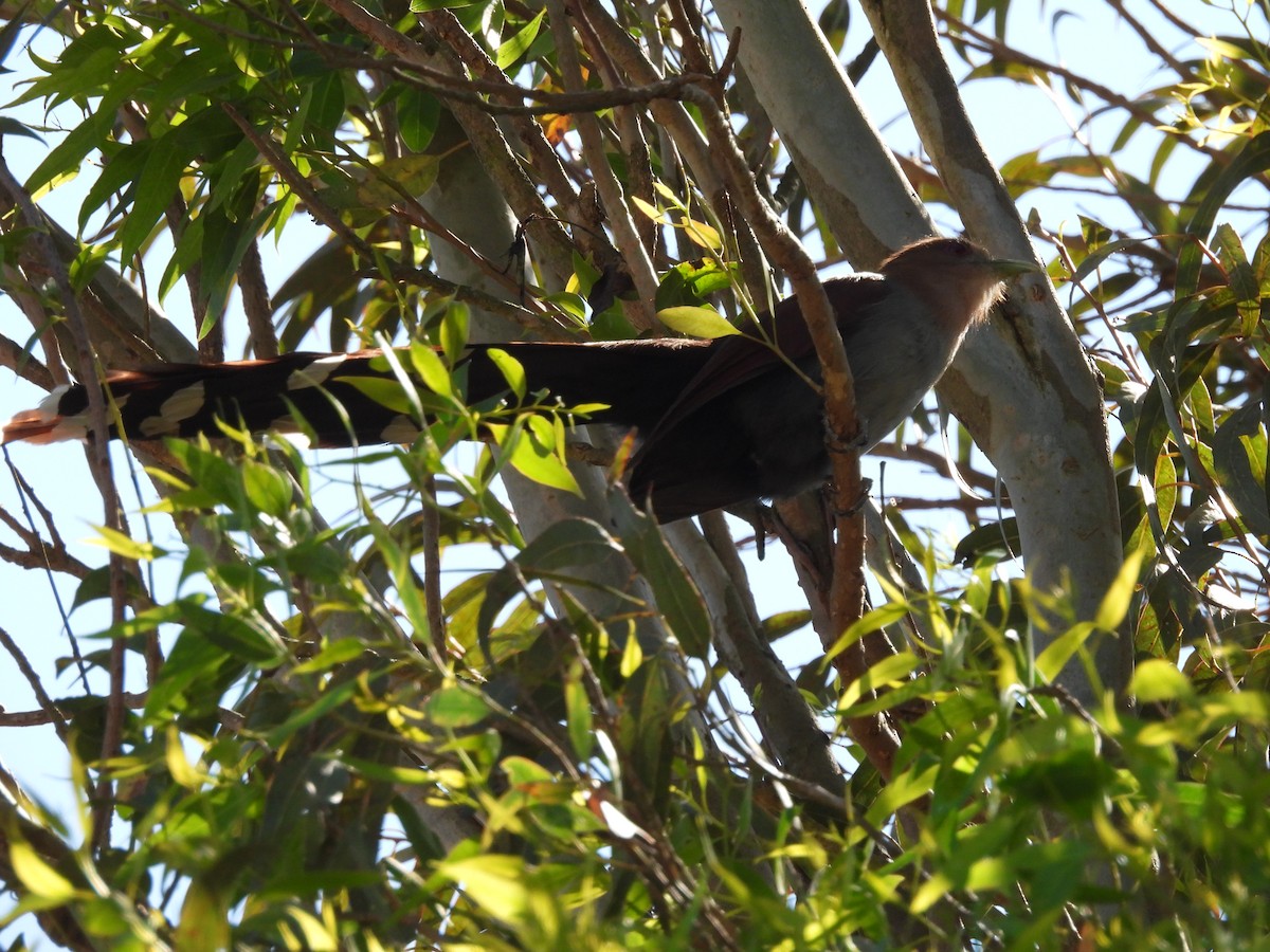 Squirrel Cuckoo - ML624887982